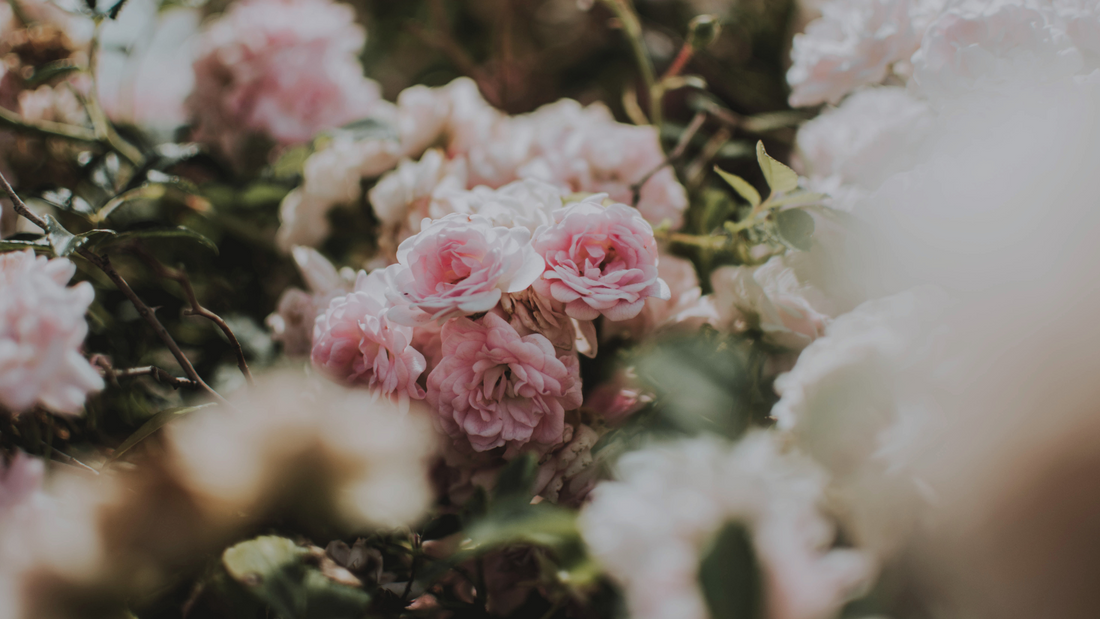 Why Dia Reimagines Traditional South Asian Scents for Today