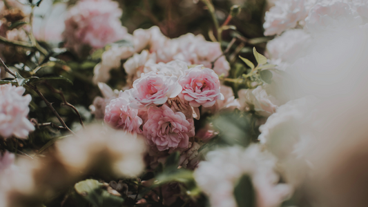 Why Dia Reimagines Traditional South Asian Scents for Today